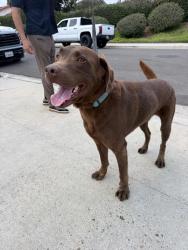 Found/Stray Male Dog last seen San Patricio Dr, Solana Beach, CA 92075