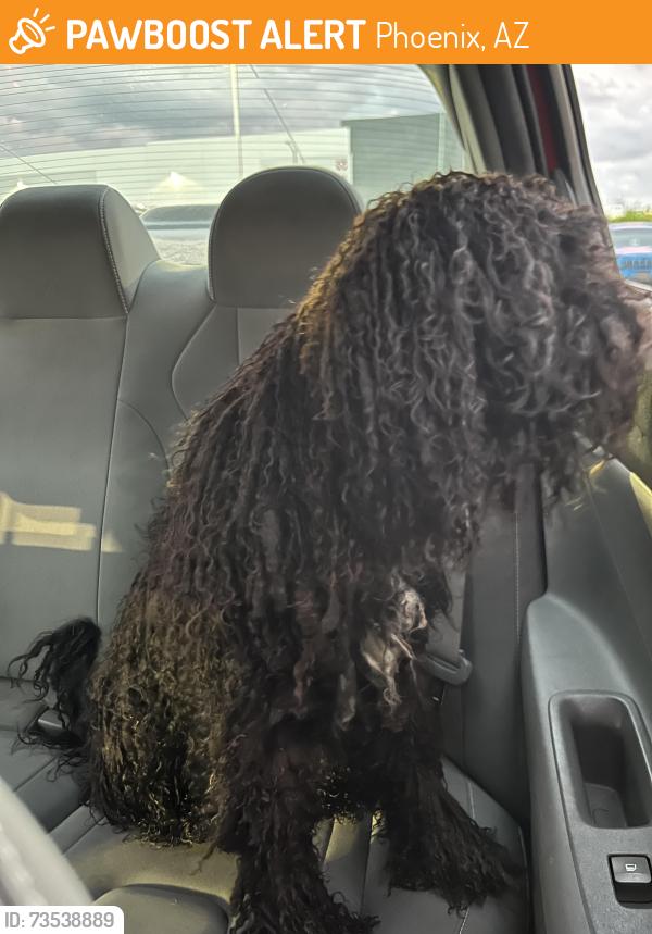 Found/Stray Unknown Dog last seen 59th Ave and Thomas, Phoenix, AZ 85033