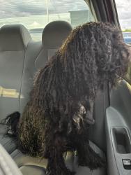 Found/Stray Unknown Dog last seen 59th Ave and Thomas, Phoenix, AZ 85033