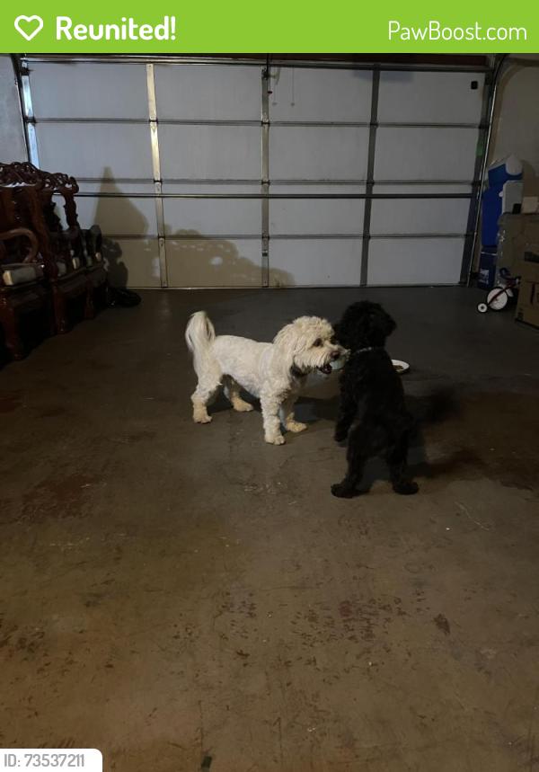Reunited Unknown Dog last seen piney Road and Highway 18, Apple Valley, CA 92307