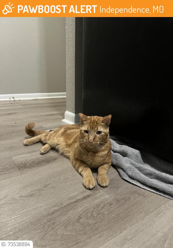 Found/Stray Male Cat last seen phelps and 40, cedar brooke apmts, Independence, MO 64055