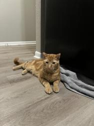 Found/Stray Male Cat last seen phelps and 40, cedar brooke apmts, Independence, MO 64055