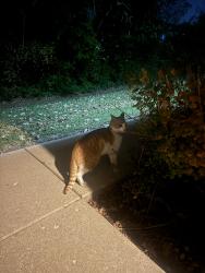 Found/Stray Unknown Cat last seen Aldi and Green Bay road, Kenosha, WI 53144
