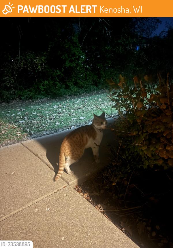Found/Stray Unknown Cat last seen Aldi and Green Bay road, Kenosha, WI 53144
