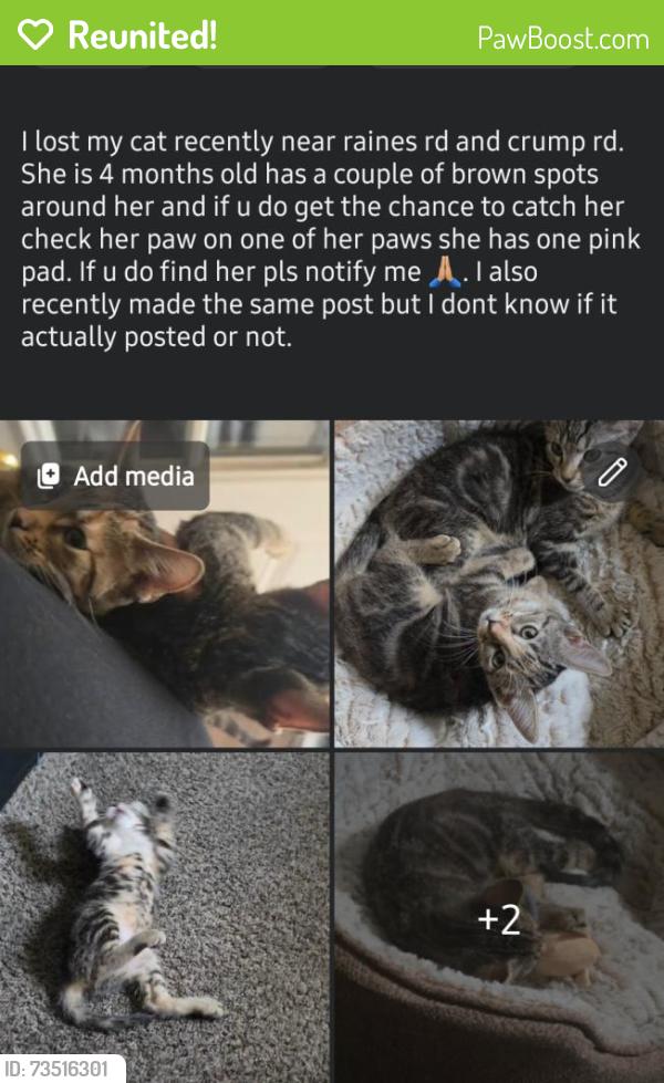 Reunited Female Cat last seen Rosewind Cir, Memphis, TN 38141