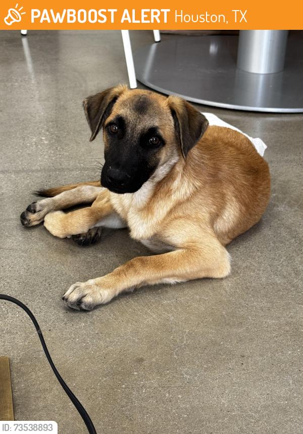 Found/Stray Male Dog last seen Washington Ave and Preston, Houston, TX 77002