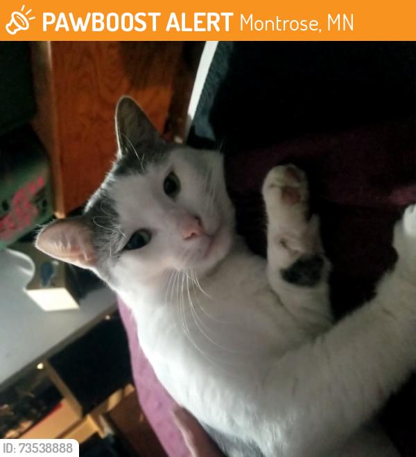 Found/Stray Male Cat last seen Near Hi ests, Montrose, MN 55363