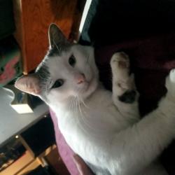 Found/Stray Male Cat last seen Near Hi ests, Montrose, MN 55363