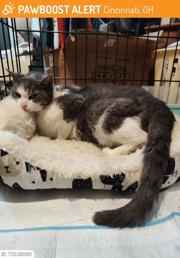Found/Stray Female Cat last seen Near, Cincinnati, OH 45211