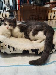 Found/Stray Female Cat last seen Near, Cincinnati, OH 45211
