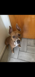 Lost Female Dog last seen 62nd ave Glendale/Maryland, Glendale, AZ 85301