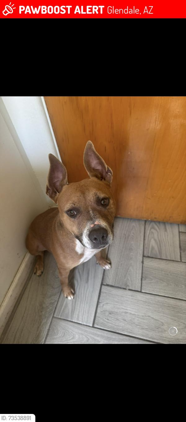 Lost Female Dog last seen 62nd ave Glendale/Maryland, Glendale, AZ 85301