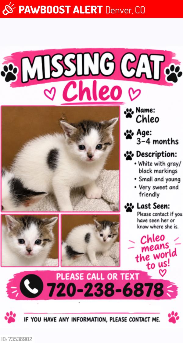 Lost Female Cat last seen Denver, Denver, CO 80290