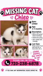 Lost Female Cat last seen Denver, Denver, CO 80290