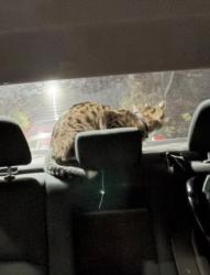Reunited Male Cat last seen Rolling rd, Springfield VA 22152, West Springfield, VA 22152