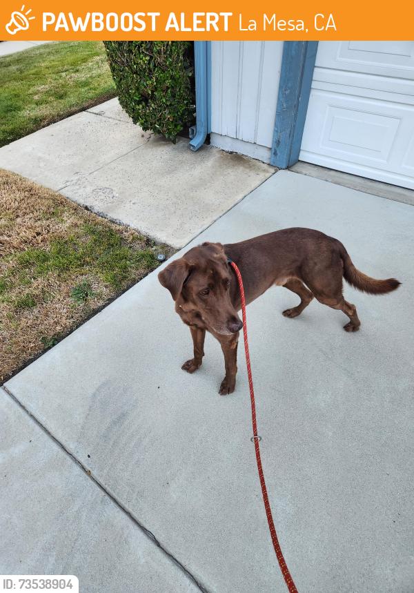 Found/Stray Male Dog last seen 71st St La Mesa, La Mesa, CA 91942