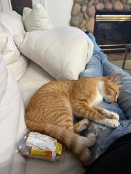 Lost Male Cat last seen Joy road and southfield, Detroit, MI 48228