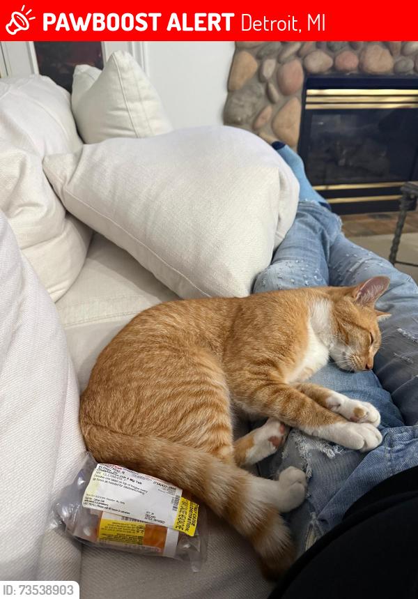 Lost Male Cat last seen Joy road and southfield, Detroit, MI 48228