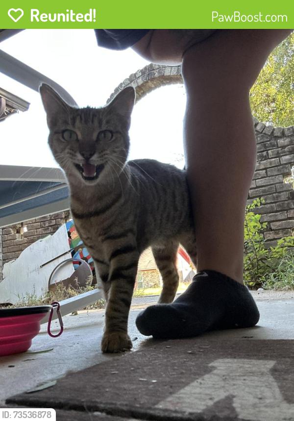 Reunited Female Cat last seen Beckwood dr, Fort Worth, TX 76112