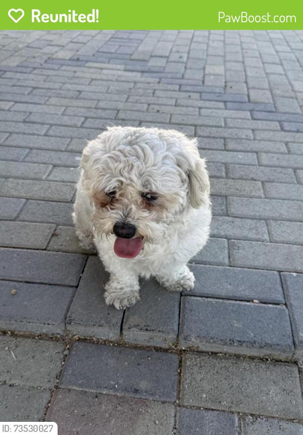 Reunited Unknown Dog last seen Smoke Ranch and Jones, Las Vegas, NV 89108