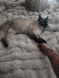 Lost Male Cat last seen Wyndemere neighborhood, Newcastle, OK 73065