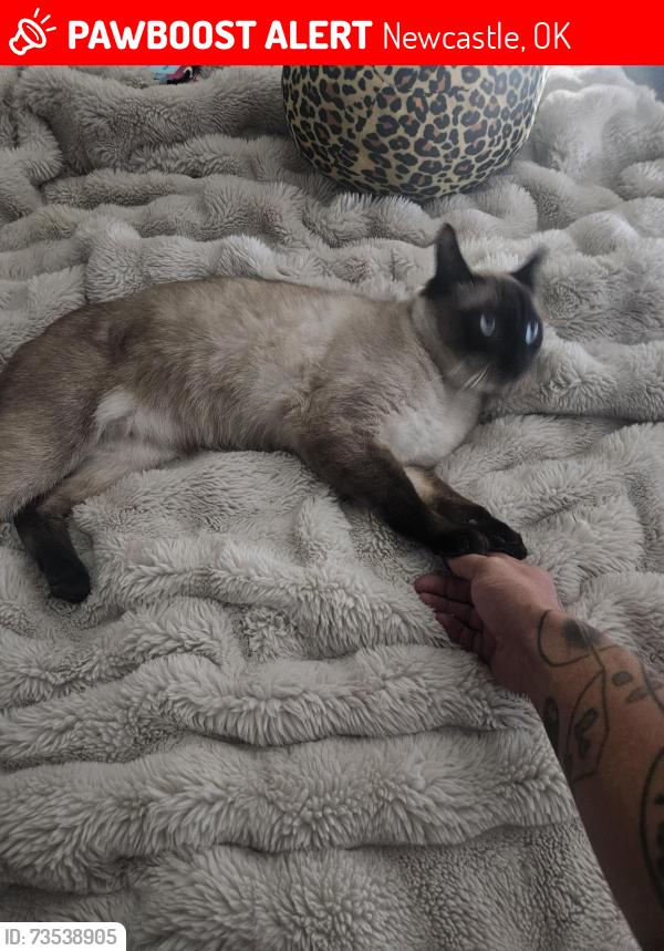 Lost Male Cat last seen Wyndemere neighborhood, Newcastle, OK 73065