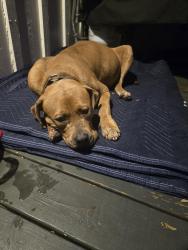 Found/Stray Female Dog last seen Forrest Hill Drive near Municipal Park, Mobile, AL 36602