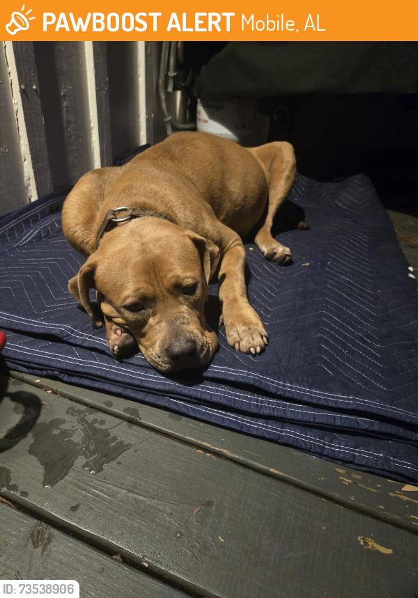 Found/Stray Female Dog last seen Forrest Hill Drive near Municipal Park, Mobile, AL 36602