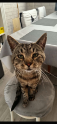 Lost Male Cat last seen Near grande hotel, Eastbourne, England 