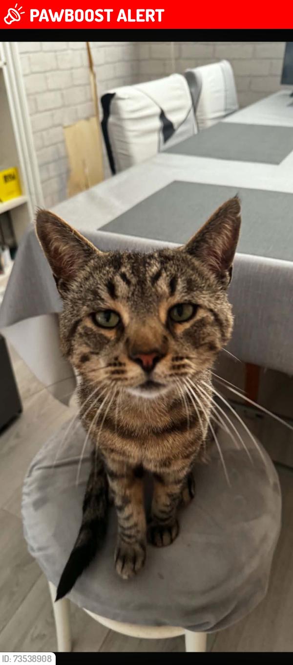 Lost Male Cat last seen Near grande hotel, Eastbourne, England 