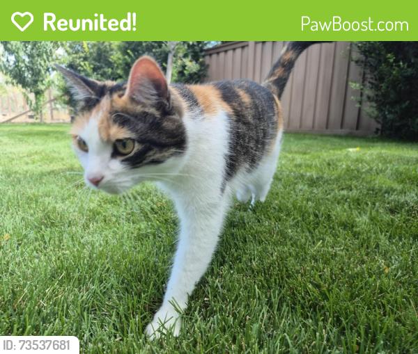 Reunited Female Cat last seen Highland 19th ward, Highland, UT 84003