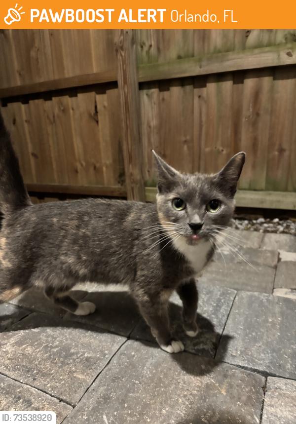 Found/Stray Unknown Cat last seen Muriel St & Luccerne Terrace, Orlando, FL 32806
