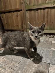 Found/Stray Unknown Cat last seen Muriel St & Luccerne Terrace, Orlando, FL 32806