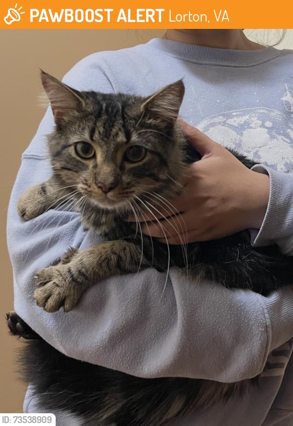 Found/Stray Male Cat last seen Pohick Road / Lone Star Rd., Lorton, VA 22079