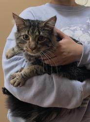 Found/Stray Male Cat last seen Pohick Road / Lone Star Rd., Lorton, VA 22079