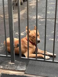 Found/Stray Male Dog last seen San Jose and Scott St, Fresno County, CA 93711