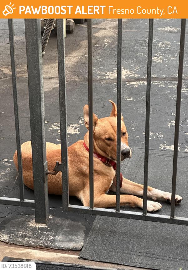 Found/Stray Male Dog last seen San Jose and Scott St, Fresno County, CA 93711