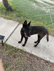 Found/Stray Female Dog last seen Eldora, Pharr, TX 78577