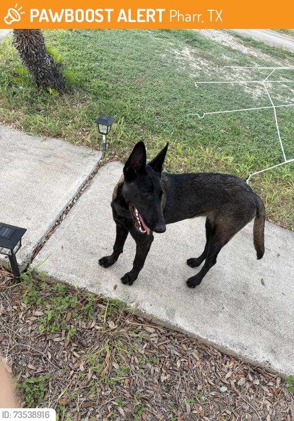 Found/Stray Female Dog last seen Eldora, Pharr, TX 78577