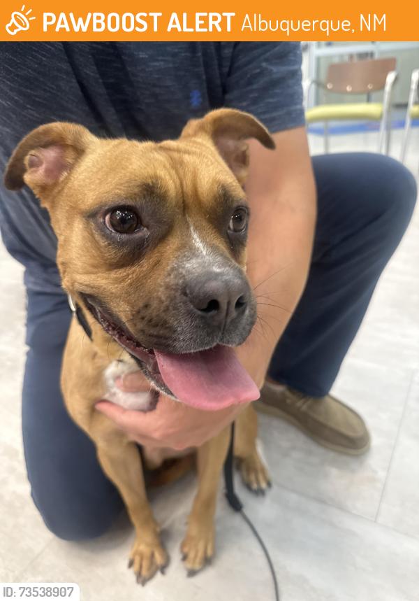 Found/Stray Female Dog last seen Tramway and copper, Albuquerque, NM 87123