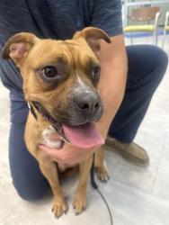 Found/Stray Female Dog last seen Tramway and copper, Albuquerque, NM 87123