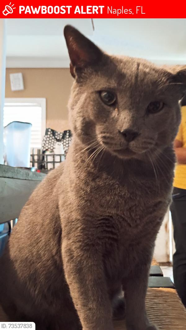 Lost Male Cat last seen Near Polk Pl outside of the mobile home, Naples, FL 34104