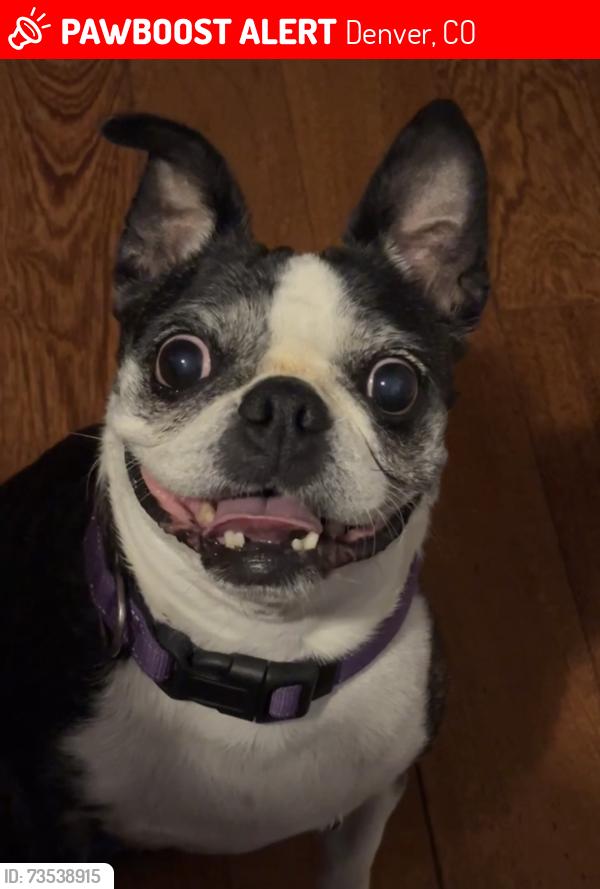 Lost Female Dog last seen 72nd and Kalamath St, Denver, CO 80221