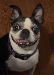 Lost Female Dog last seen 72nd and Kalamath St, Denver, CO 80221