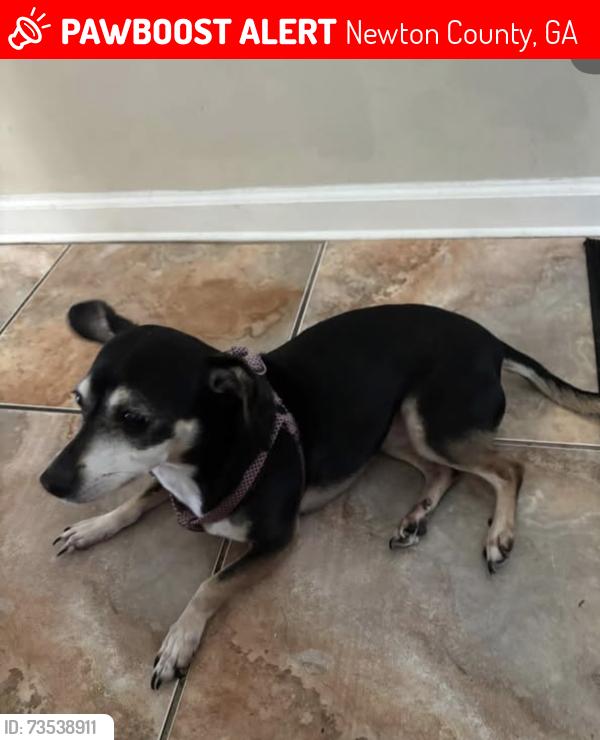 Lost Female Cat last seen Kirkland rd, Newton County, GA 30016
