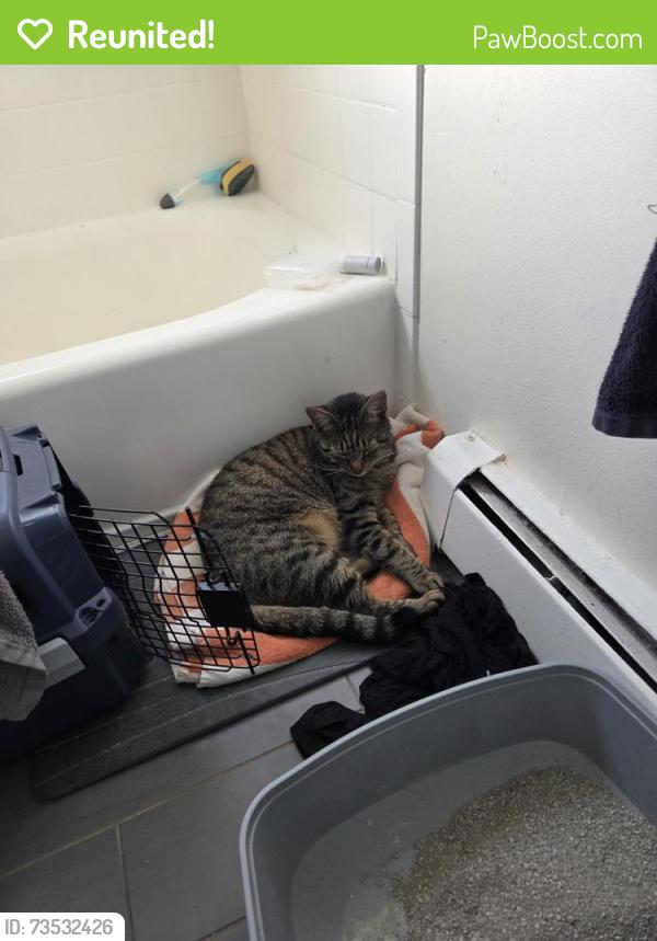 Reunited Male Cat last seen Pleasantview Gardens, Piscataway, NJ 08854