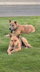 Found/Stray Female Dog last seen 16th & Industrial Way, Yakima, WA 98903