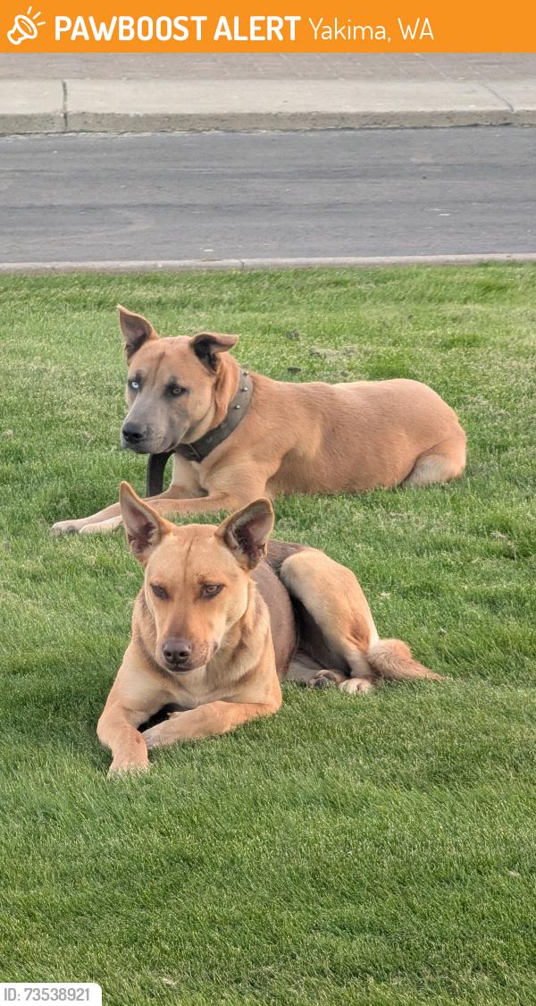 Found/Stray Female Dog last seen 16th & Industrial Way, Yakima, WA 98903