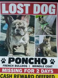 Lost Male Dog last seen E22nd street, Oakland, CA 94606