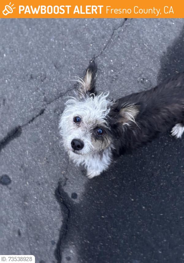 Found/Stray Unknown Dog last seen San Jose and Scott, Fresno County, CA 93711